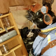 Illustration for article titled Weve Had Enough iFallout/i Dogs. Its Vault Cats Time.